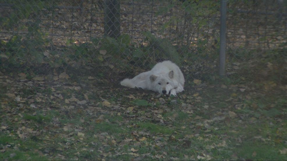 Bay Beach Wildlife Sanctuary plans 564-acre habitat restoration, construction eyed in 2028 — Fox 11 Green Bay Local, Edinburg Community news